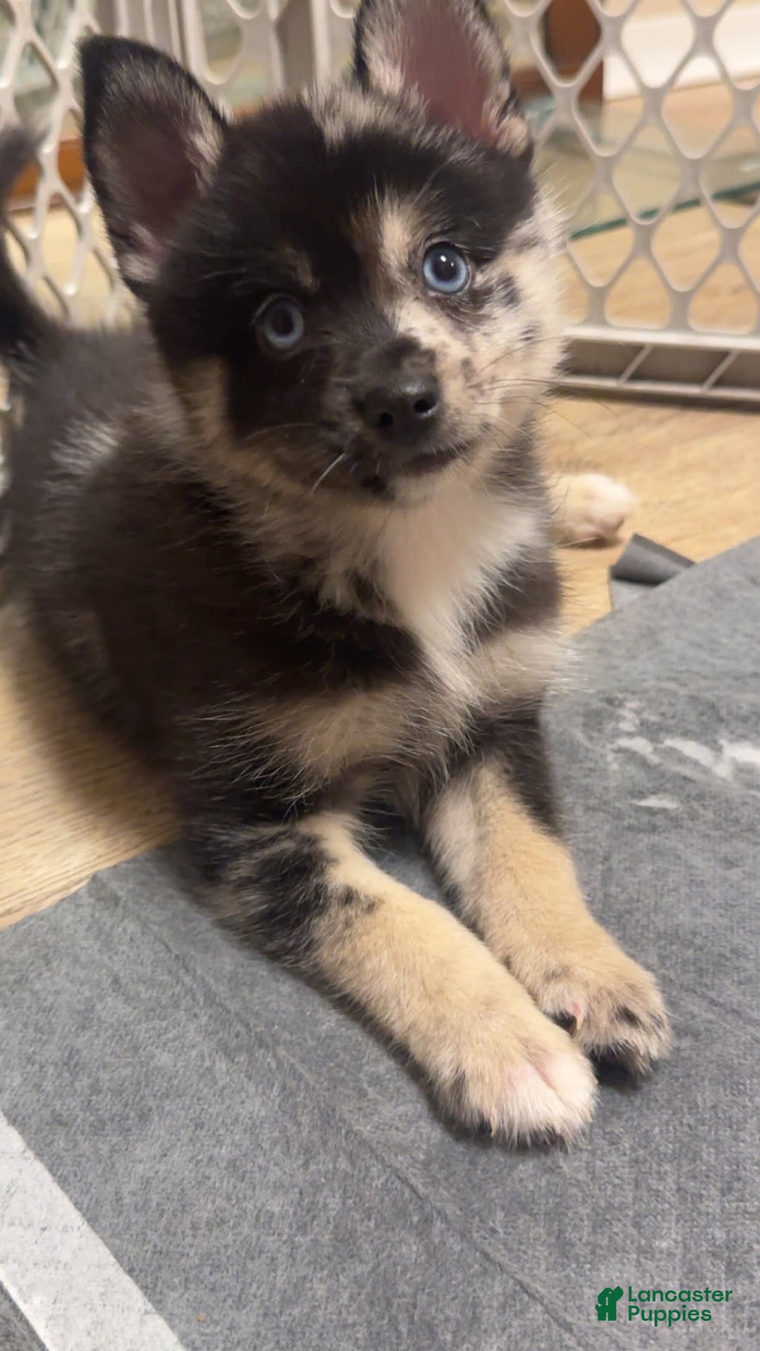 Pomsky dogs for sale: Gizmo - Image 1
