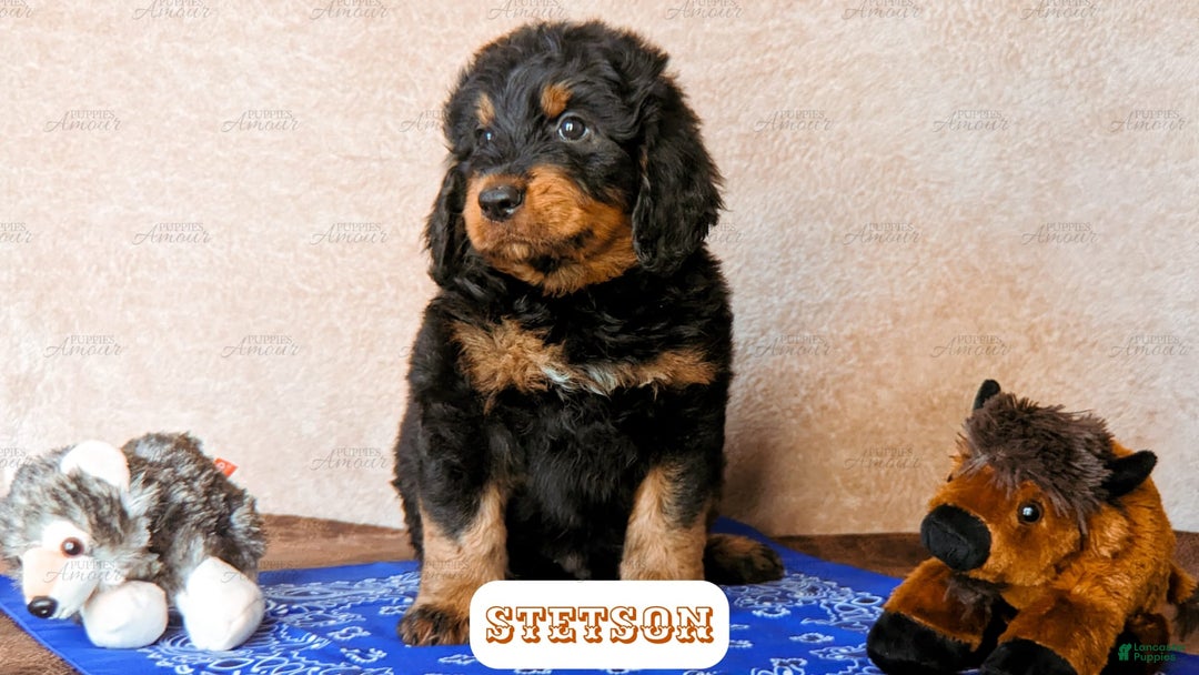 Bernedoodle dogs for sale: Stetson - Image 5
