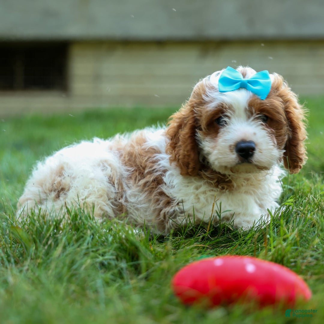 Cavapoo dogs for sale: Ricky - Image 6