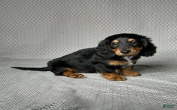 Miniature Dachshund dogs for sale: Cooper - Image 2