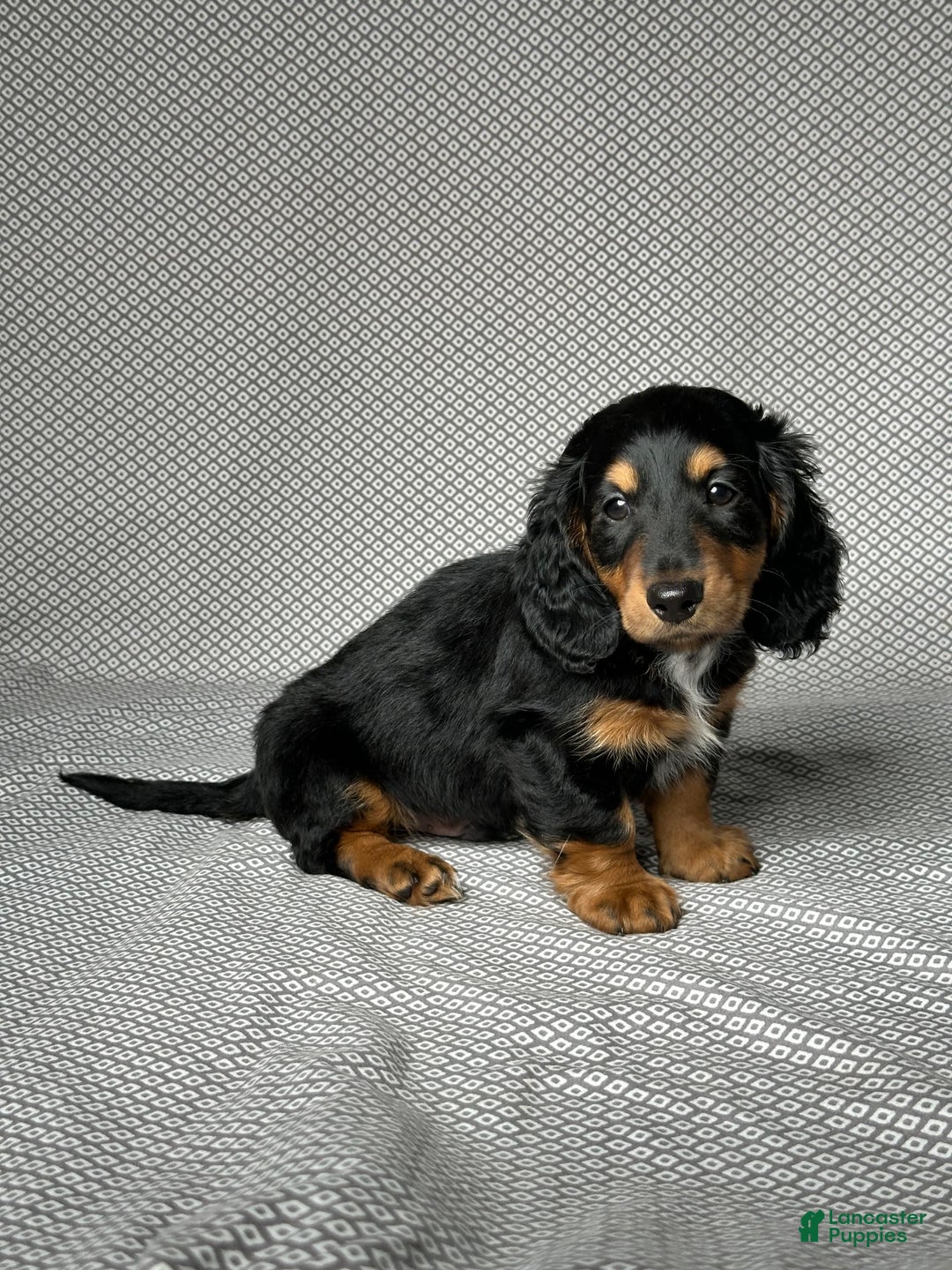 Miniature Dachshund dogs for sale: Cooper - Image 2