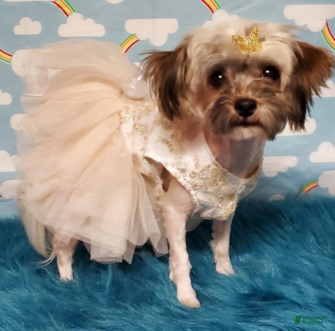 Havapoo dogs for sale: Tiny Sophie - Image 2
