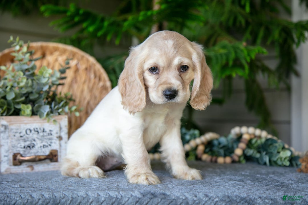 Cocker Spaniel dogs for sale: Tammy - Image 3