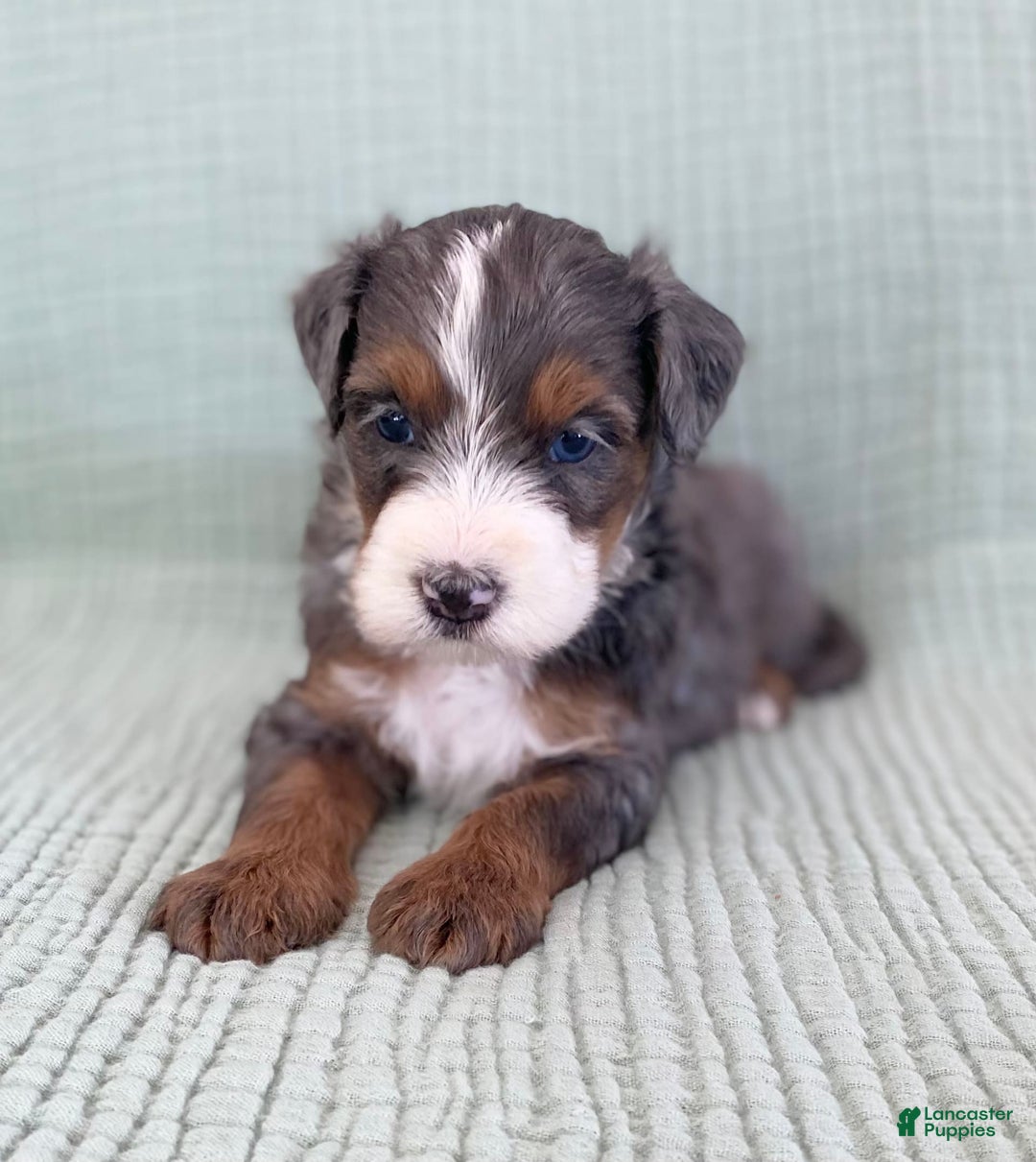 Bernedoodle dogs for sale: Alexander - Image 4