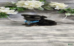 Schipperke dogs for sale: Rocky - Image 2