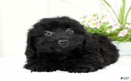 Mini Goldendoodle dogs for sale: Hailey - Image 3