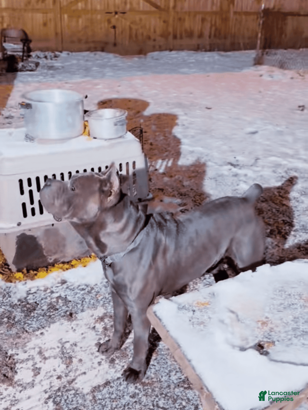 Cane Corso dogs for sale: King Rocky Blue - Image 1