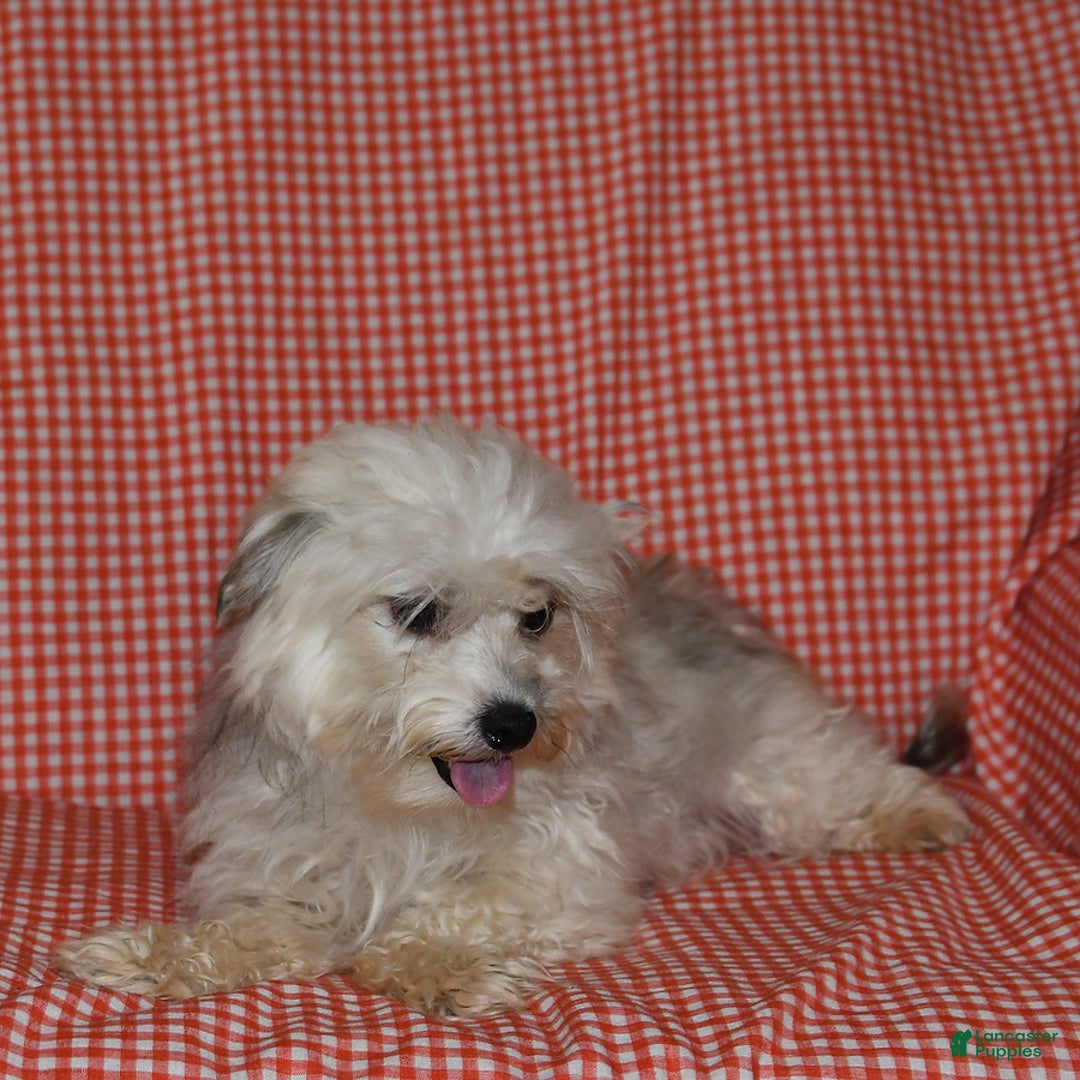 Havanese dogs for sale: Bessy - Image 26