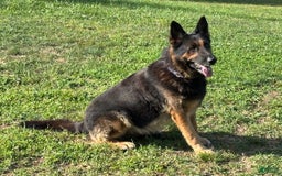 German Shepherd dogs for sale: Chance - Image 4