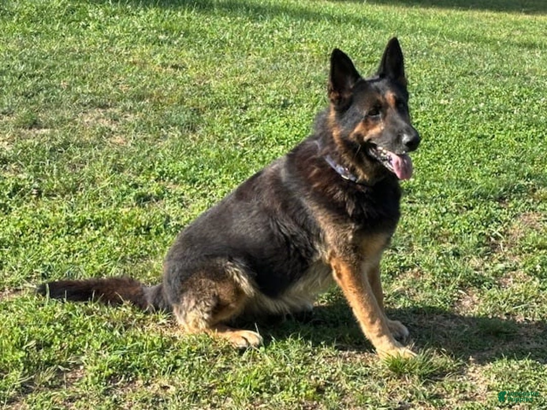 German Shepherd dogs for sale: Chance - Image 4