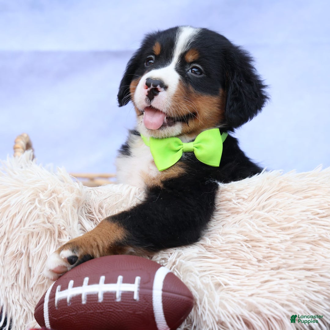 Bernese Mountain Dog dogs for sale: Sonny - Image 8
