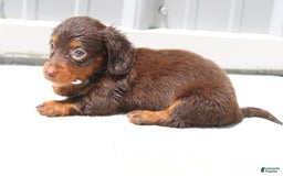 Dachshund dogs for sale: Angel Mini - Image 3