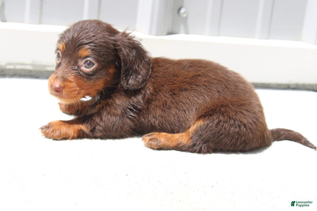 Dachshund dogs for sale: Angel Mini - Image 3
