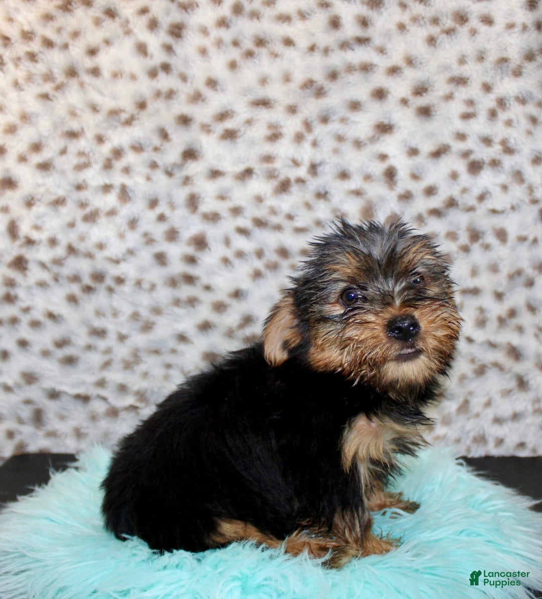 Yorkshire Terrier dogs for sale: Tatum - Image 4