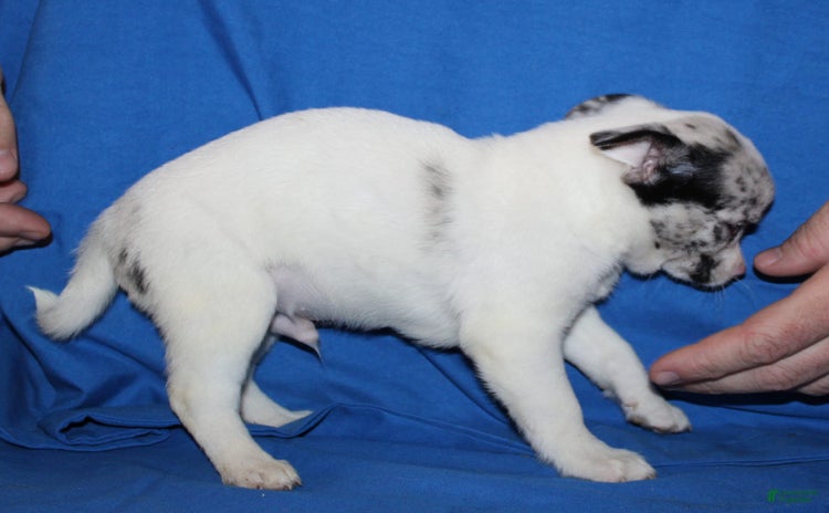 Chihuahua dogs for sale - Ad 4
