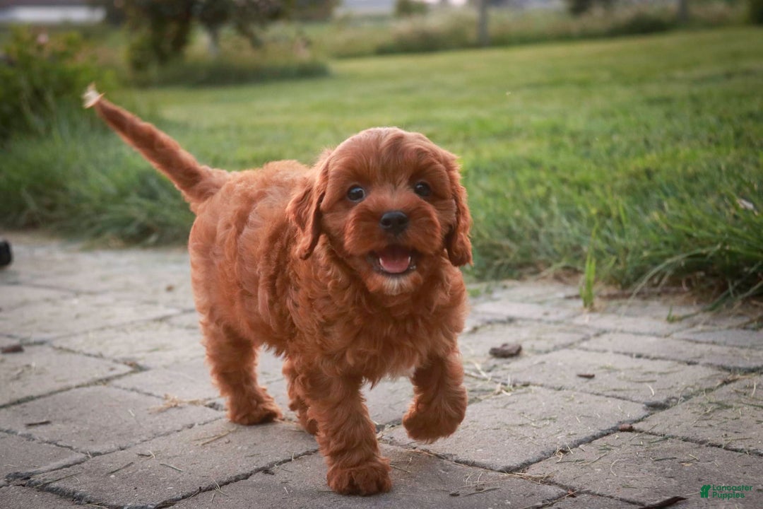 Cavalier King Charles Spaniel dogs for sale: Monty - Image 2