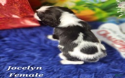 English Springer Spaniel dogs for sale: Jaclyn - Image 2