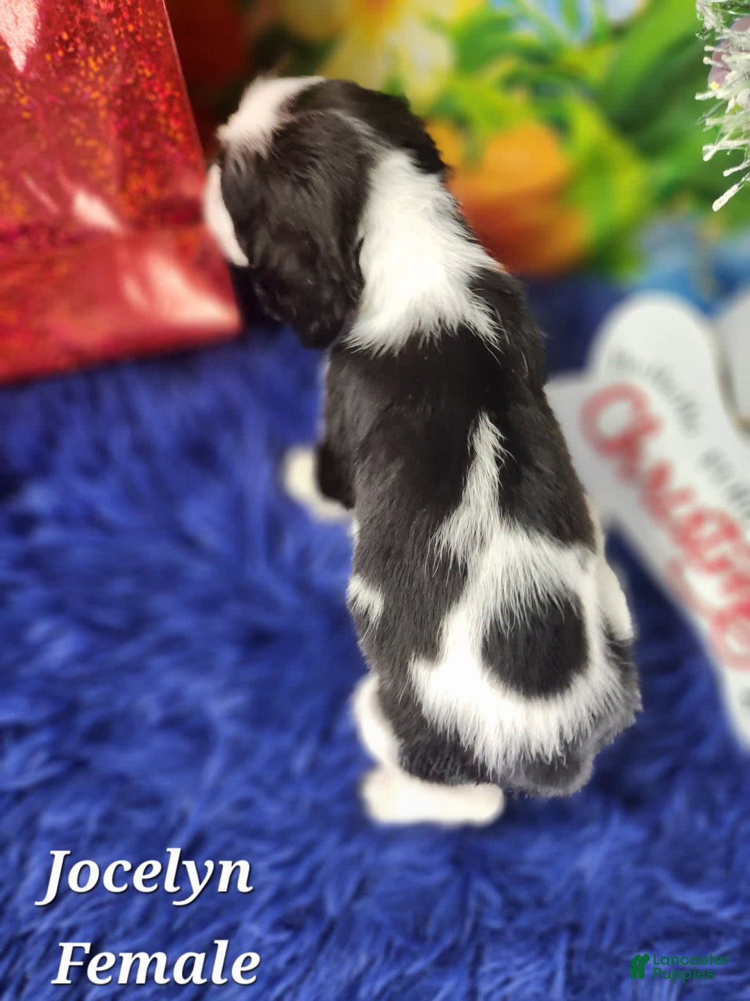 English Springer Spaniel dogs for sale: Jaclyn - Image 2