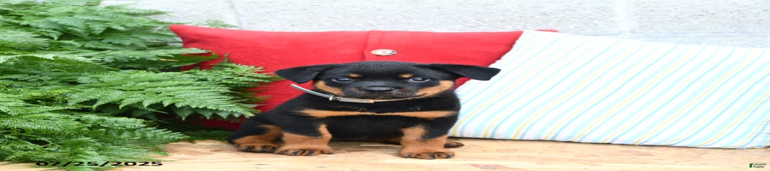 Remi