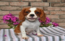 Cavalier King Charles Spaniel dogs for sale: Sparky - Image 7