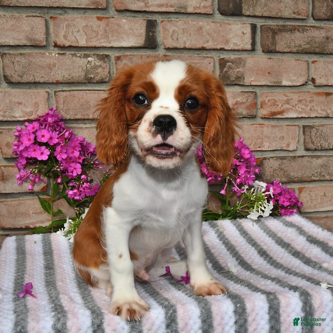 Cavalier King Charles Spaniel dogs for sale: Sparky - Image 7
