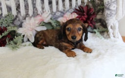 Miniature Dachshund dogs for sale: Gracie - Image 4