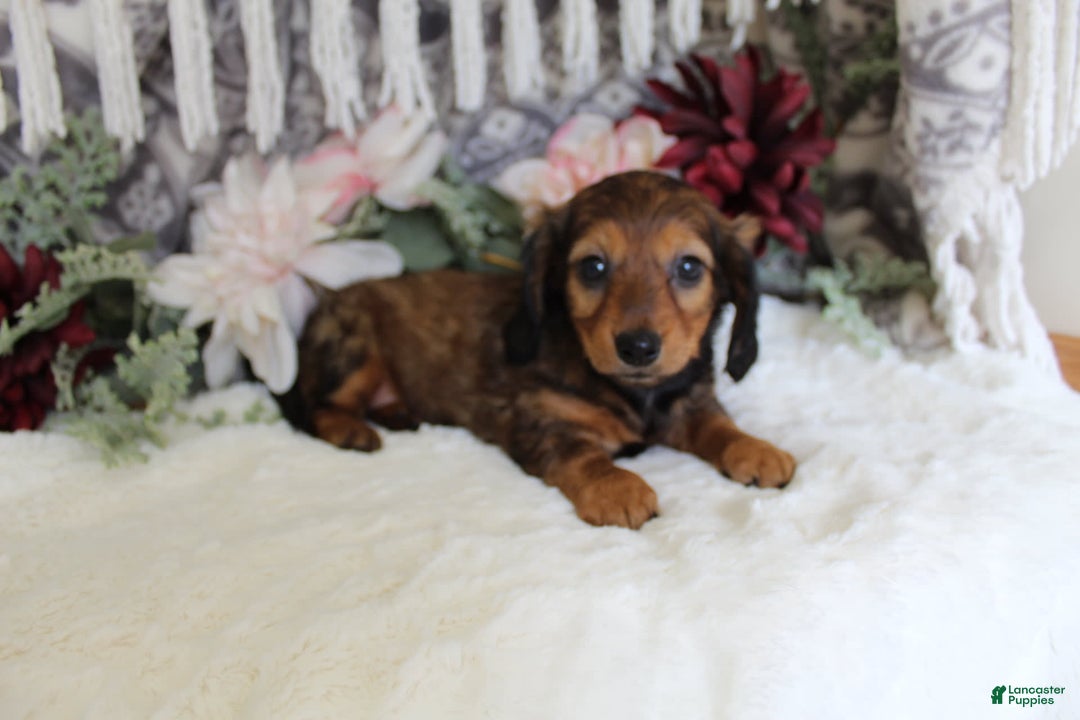 Miniature Dachshund dogs for sale: Gracie - Image 4