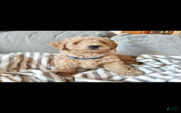 Miniature Poodle dogs for sale: Blue - Image 2