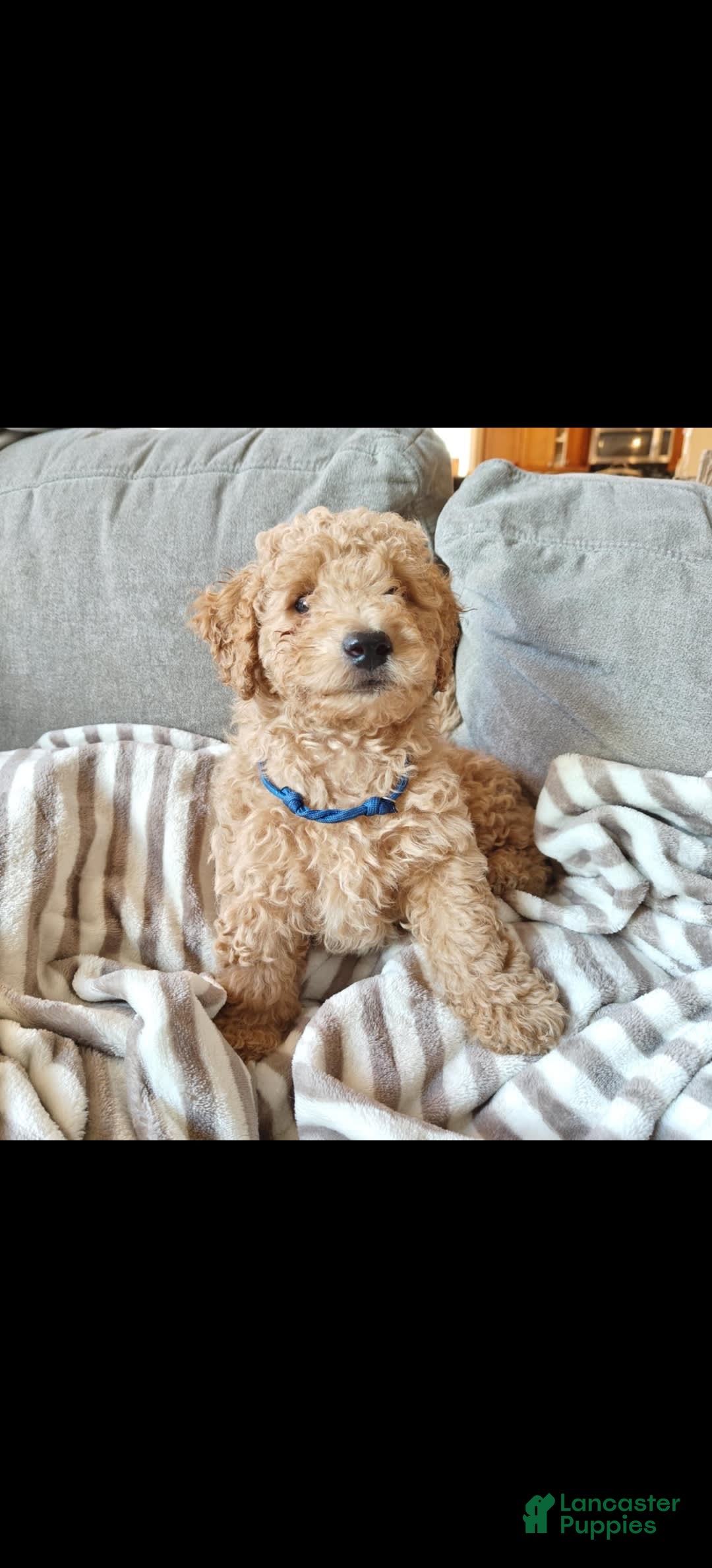 Miniature Poodle dogs for sale: Blue - Image 2