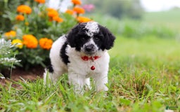 Miniature Poodle dogs for sale: Pepper - Image 6