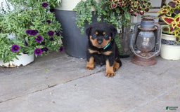 Rottweiler dogs for sale: Demi - Image 1