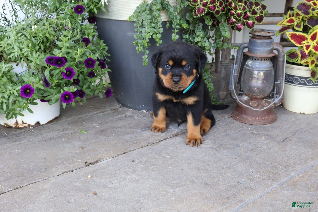 Rottweiler dogs for sale: Demi - Image 1