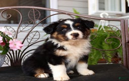 Australian Shepherd dogs for sale: Tango - Image 5