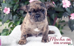French Bulldog dogs for sale: Mocha - Image 2