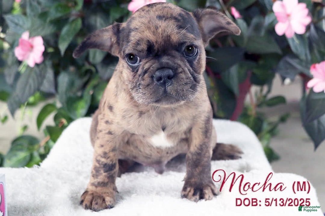 French Bulldog dogs for sale: Mocha - Image 2