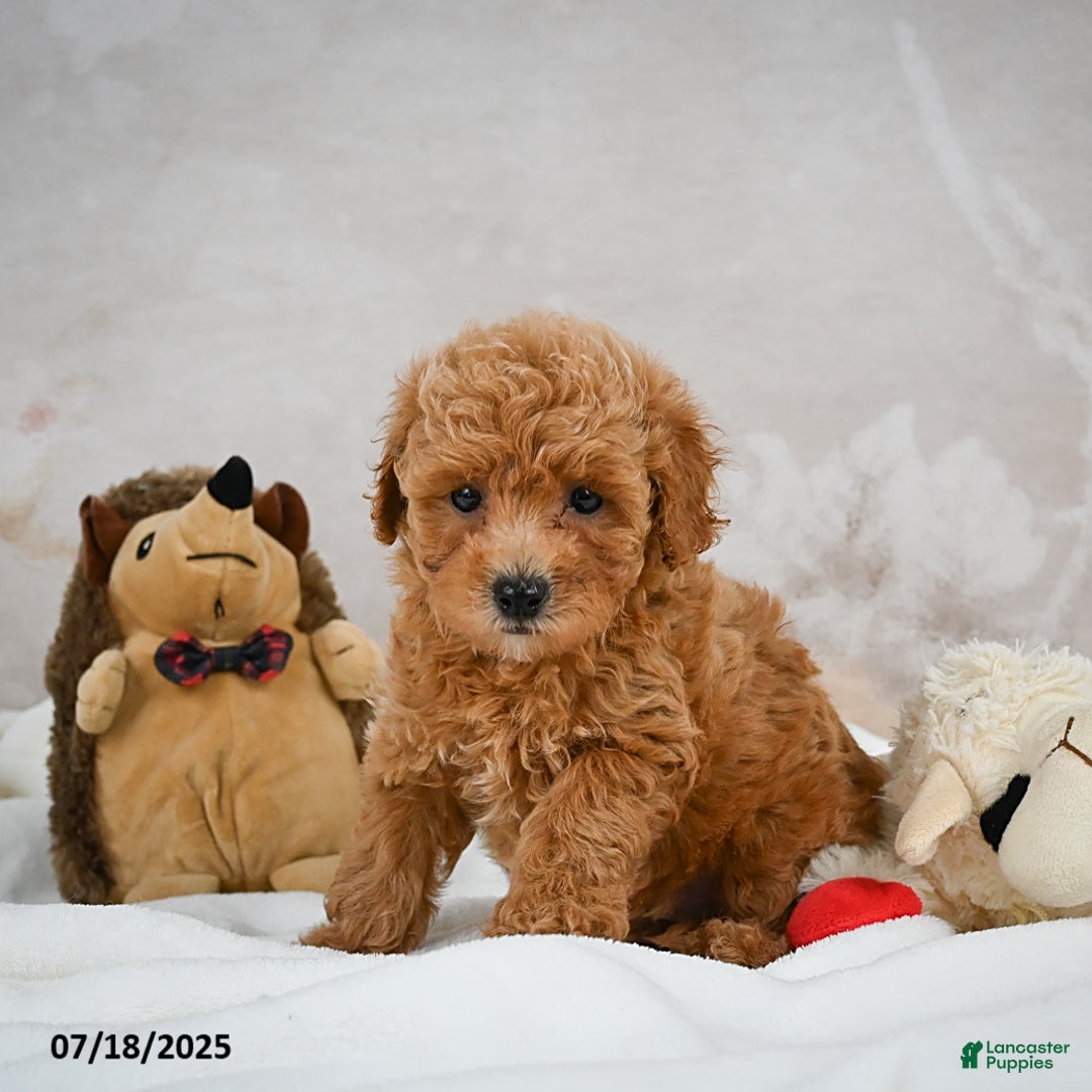 Bichpoo dogs for sale: Devon - Image 2