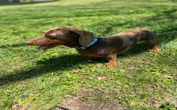 Dachshund dogs for sale: Sandman - Image 4