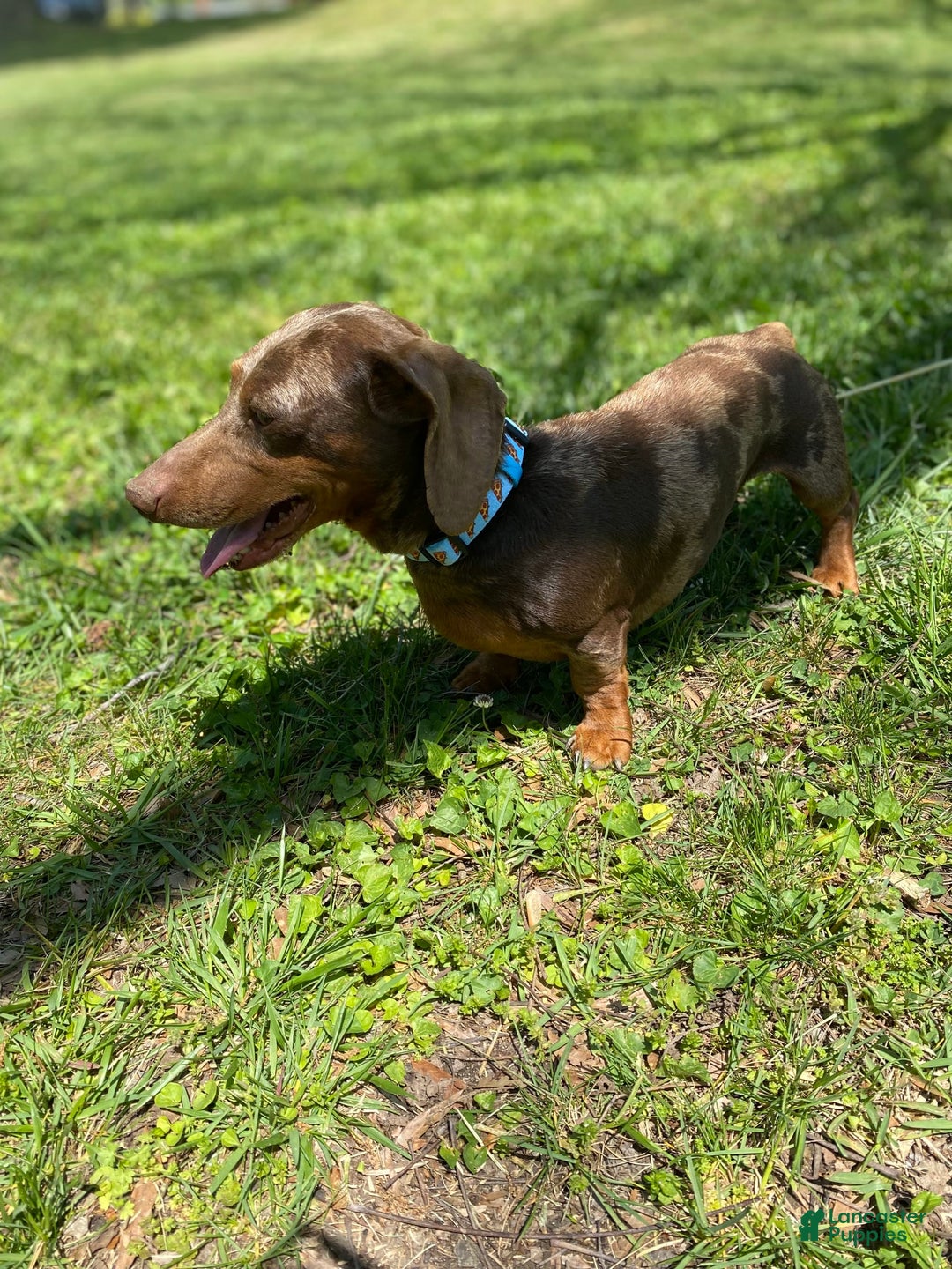 Dachshund dogs for sale: Sandman - Image 4