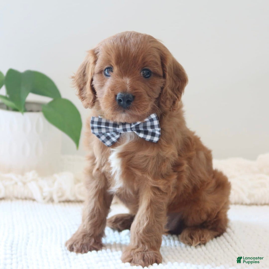 Cavapoo dogs for sale: Forest - Image 8