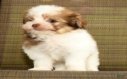 Havanese dogs for sale: Zeke - Image 7