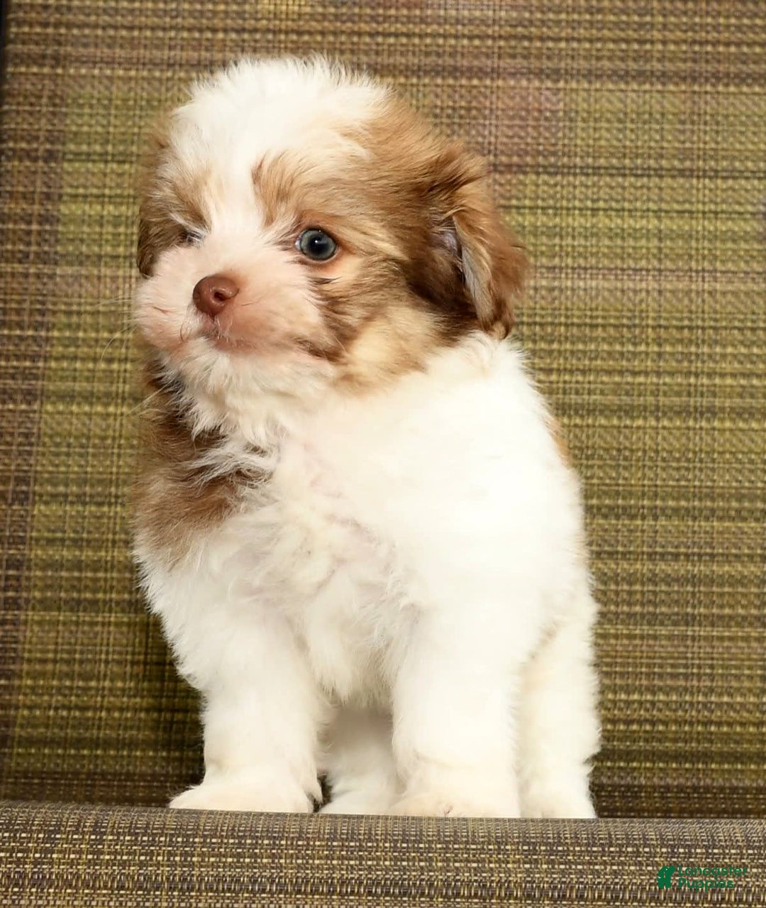 Havanese dogs for sale: Zeke - Image 7