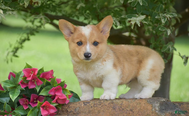 Welsh Corgi Pembroke dogs for sale - Ad 3