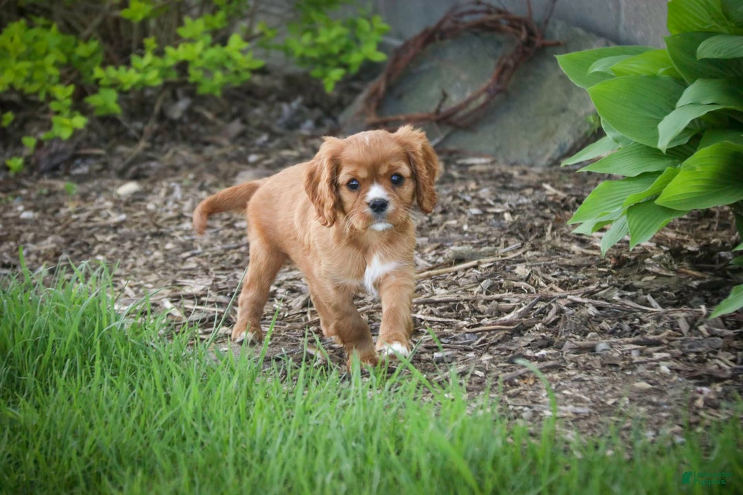 Cavalier King Charles Spaniel dogs for sale: Clifford - Image 12