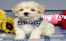 Maltipoo dogs for sale: Marly - Image 10