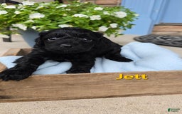 Cavapoo dogs for sale: Jett - Image 2
