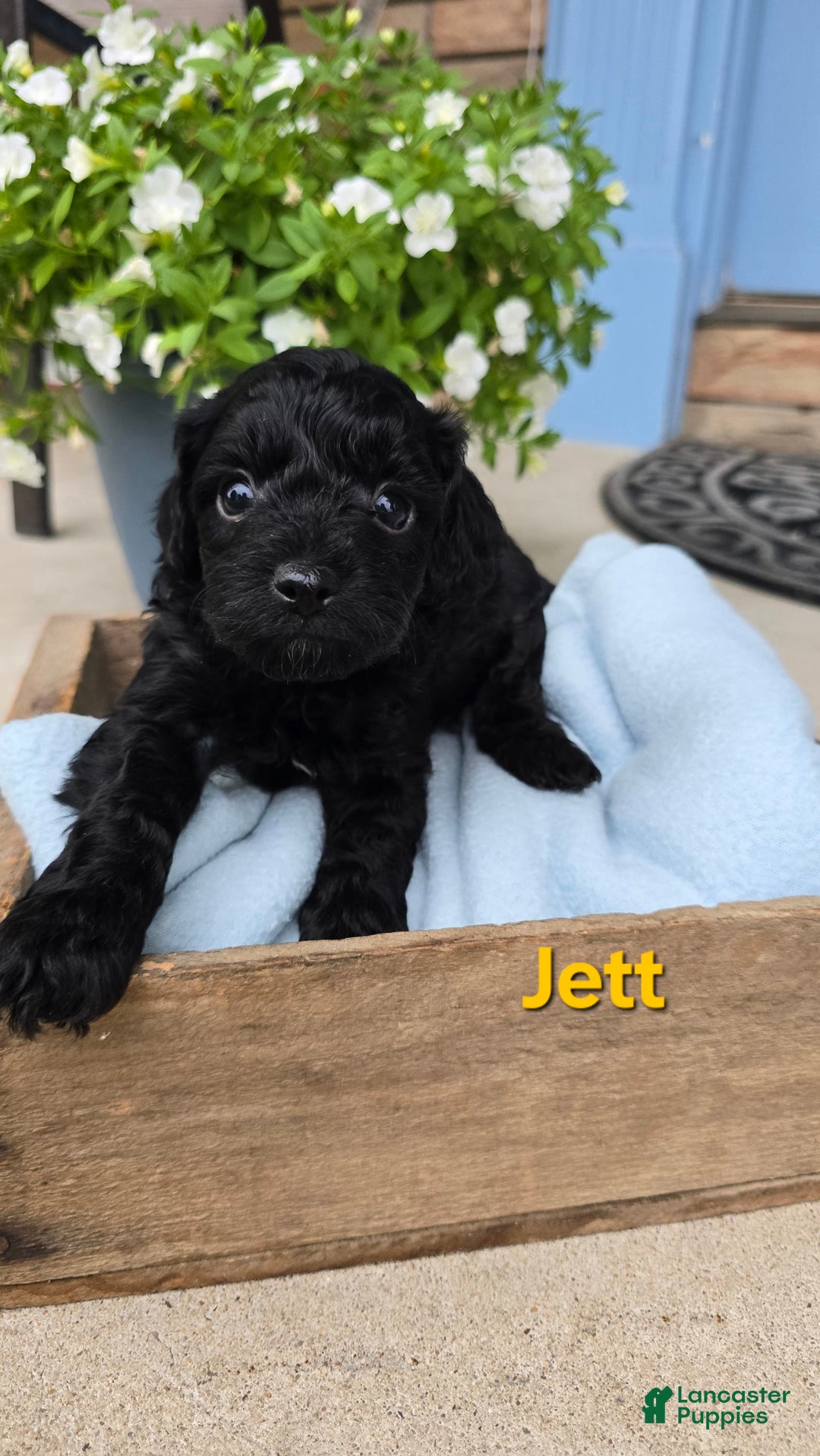 Cavapoo dogs for sale: Jett - Image 2