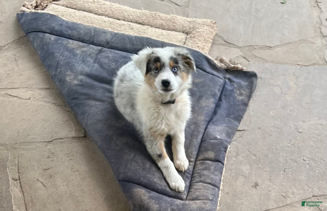 Australian Shepherd dogs for sale: Jojo - Image 15