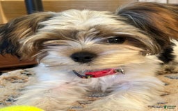 Yorkshire Terrier dogs for sale: Ty - Image 6