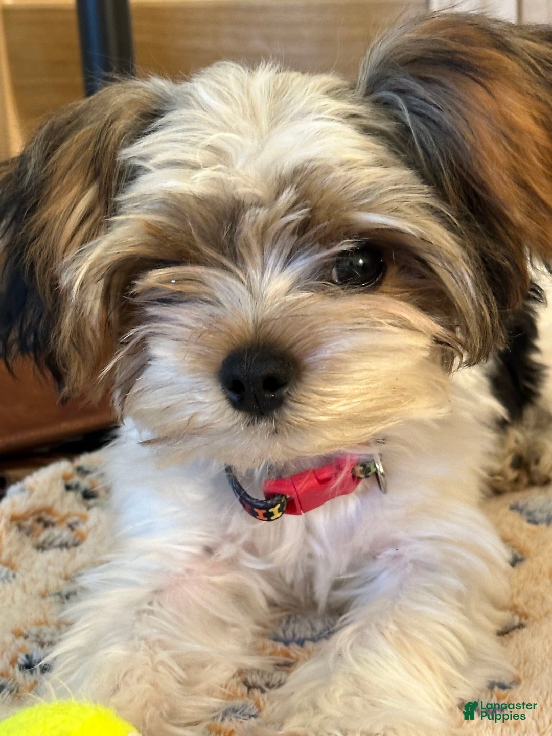 Yorkshire Terrier dogs for sale: Ty - Image 6