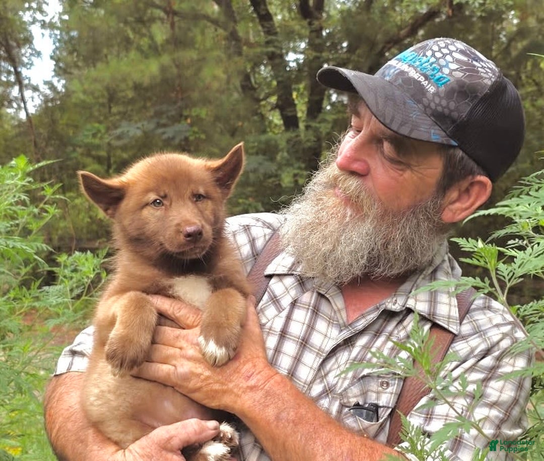 Gerberian Shepsky dogs for sale: Rocky - Image 11